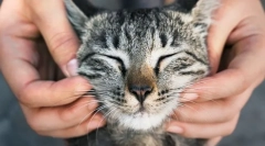 Zakaj ljudje ljubijo mačke?