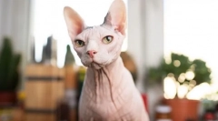 Zakaj ljudje ne marajo mačk?