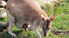 Zakaj se sesalci tako imenovani?