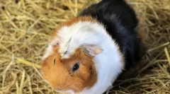 Zakaj je bil morski prašiček imenovan morski prašič