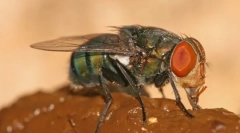 Zakaj muhe kot gnojila?