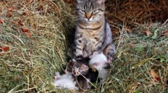 Zakaj mačka mrhat: mystery skrivnostne skrivnosti puhala