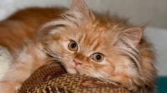 Zakaj ljubimo mačke - strokovno mnenje