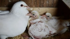 Zakaj nikoli ne vidimo piščancev golobov. Skrivajo jih?