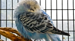 Zakaj je bil valovita papiga