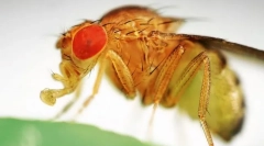 Zakaj sadje, ki letijo tako ljubezen genetika?