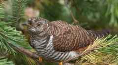 Zakaj ptice ne marajo kukavice?