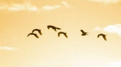 Zakaj ptice letijo na jugu?