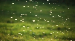 Zakaj komarica pianična?