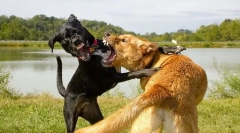 Zakaj pes hiti na druge pse?