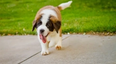 Zakaj pes pogosto diha?