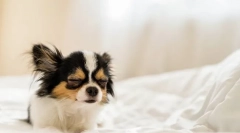 Zakaj se pes pogosto prenese?