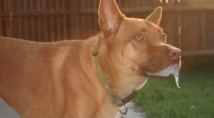 Zakaj pes potegne svoje tace v sanje