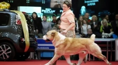 Zakaj bi moral pes iti na levo od lastnika