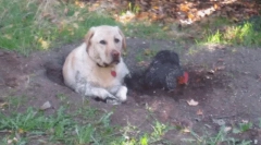 Zakaj pes poje deželo