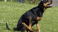 Zakaj pes gre na papež