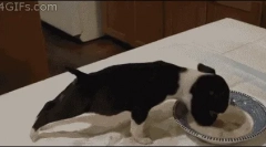 Zakaj pes ne jedo suhe hrane?