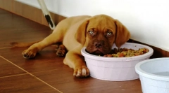 Zakaj pes ne jedo?