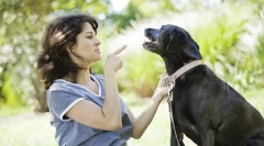 Zakaj pes ne izvaja ekip?