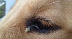 Zakaj pes smika oči