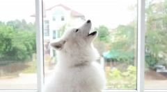 Zakaj se pes sgulits sam, in kako je od tega