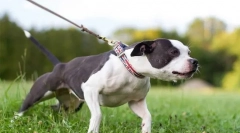 Zakaj pes potegne povodec?