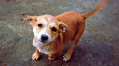 Zakaj pes pomeša rep?