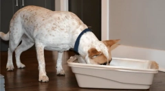 Zakaj psi jedo mačjega iztrebja?