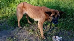 Zakaj psi jedo svoje mladičke