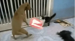 Zakaj psi ne marajo mačk?