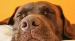 Zakaj psi režejo in cvilijo v sanjah?