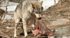 Zakaj psi pokopajo hrano