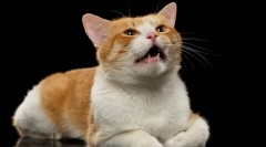 Zakaj sterilizirali mačko?