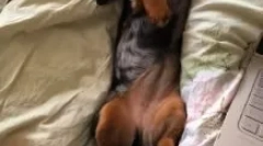 Zakaj dachshund spi na hrbtu