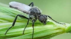 Zakaj se tolstonozhkov imenuje martam flys?