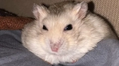 Zakaj hamster ne odpira ali utripa oči, kaj naj stori