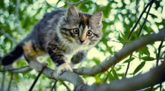 Zakaj imajo mačke oči žarile v temi