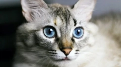 Zakaj imajo mačke mokro nos?