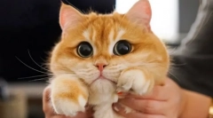 Zakaj mačke razširijo učence?