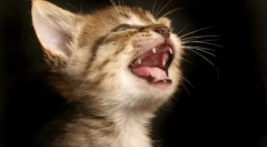 Zakaj mačke padejo zobe?