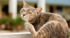 Zakaj so mačke škripane?