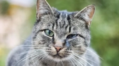 Zakaj mačke fancy oči?