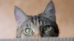 Zakaj mačke vroče ušesa?