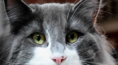 Zakaj mačke rdeče oči?