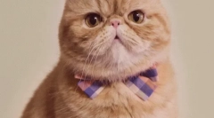 Zakaj se barva mačja spremeni?