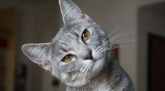 Zakaj mačka nabrekne spodnjo ustnico?