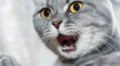 Zakaj mačke slabo dišijo usta?