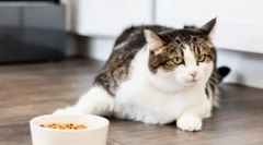 Zakaj je mačka dala apetit?