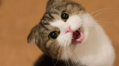 Zakaj je mačka imela glas?