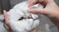 Zakaj bo mačka dobila oči?